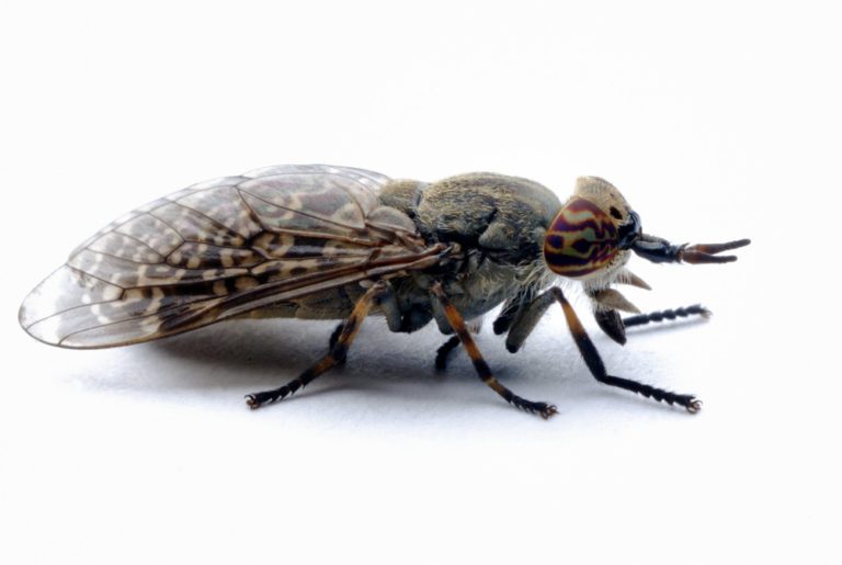 How To Get Rid Of Deer Flies Best Dear Fly Bite Treatments Pest Wiki